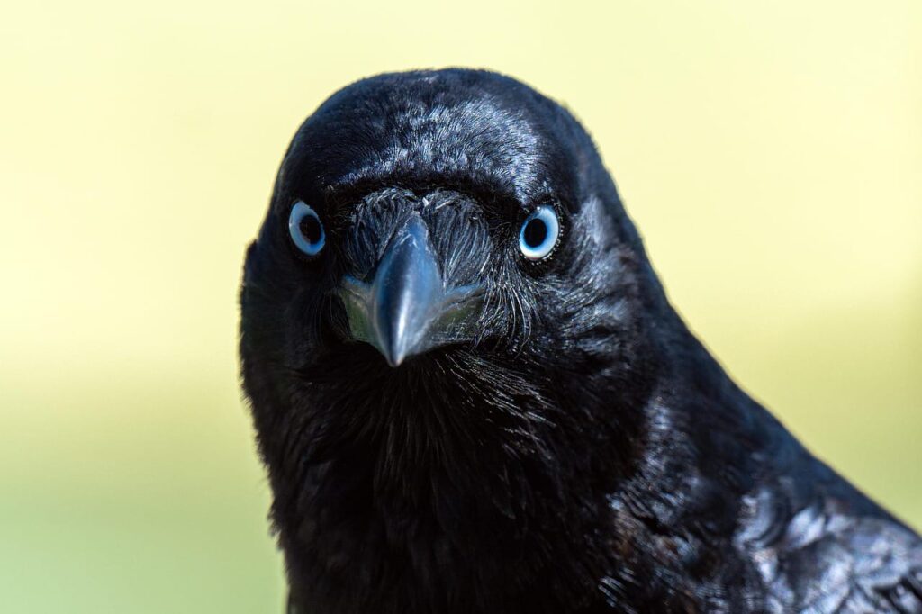 Burung Gagak (istimewa) getnews