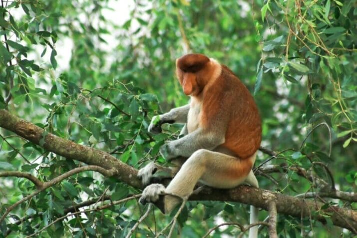 Ilustrasi (istimewa)