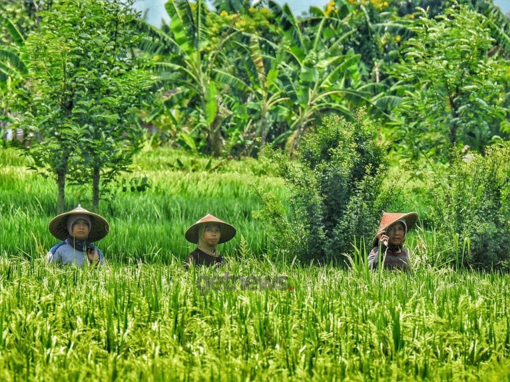 Senyum Petani NTB di Akhir Tahun: NTP Tembus 134