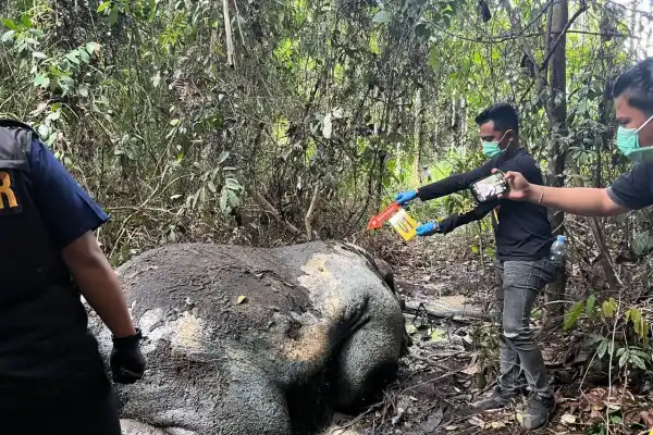 Gajah sumatera ditemukan mati dengan kepala terpenggal di kawasan konsesi (ANTARA/dok)