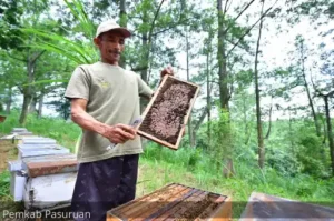 Desa Welulang di Kecamatan Lumbang, Kabupaten Pasuruan, konsisten menjadi sentra madu randu. Peternak mampu memanen hingga 5 kwintal setiap 15 hari dengan harga jual mencapai Rp80 ribu per kilogram.. Foto: Pemkab Pasuruan