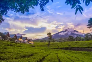 Pagar Alam (indonesia.go.id)