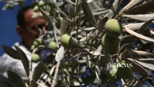 ILUSTRASI - Petani Zaitun Palestina (JSTOR DAILY/istimewa)