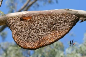 Sarang lebah madu (Wikipedia)